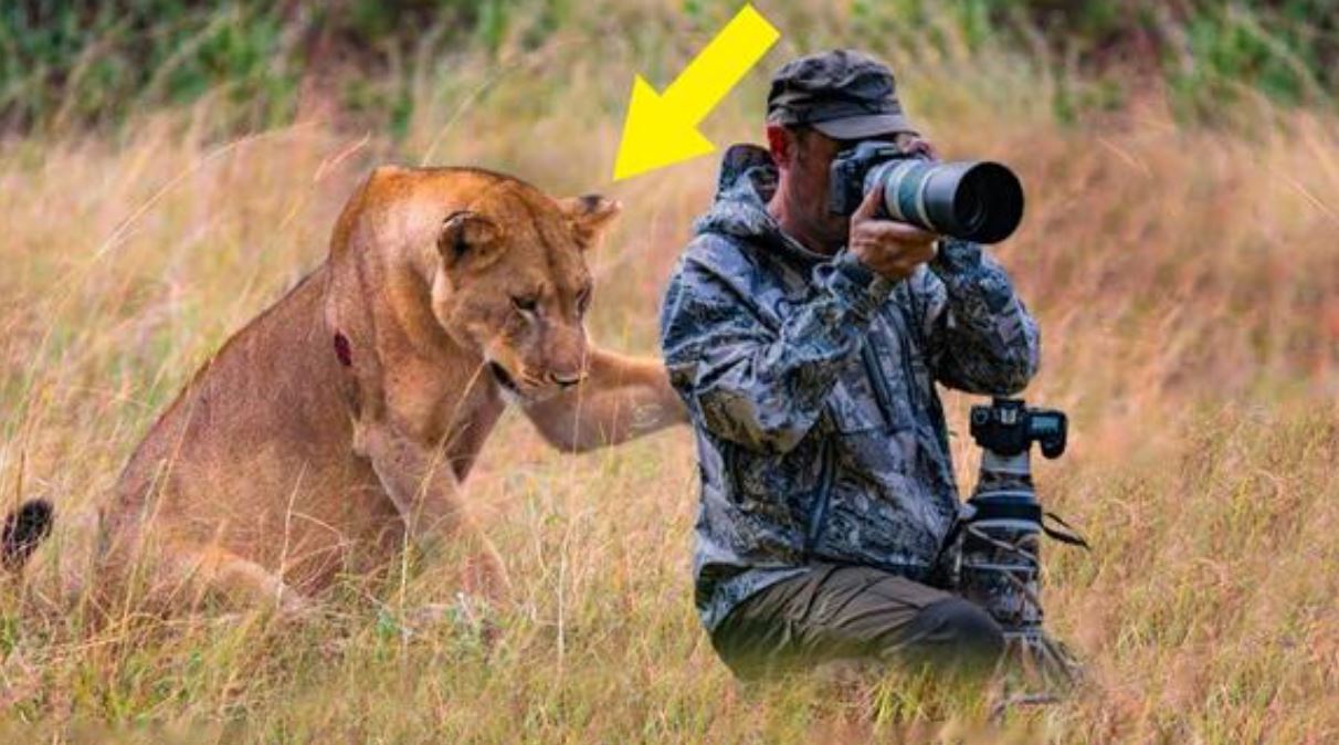The lioness asked a photographer for help, but he was shocked to discover the reason